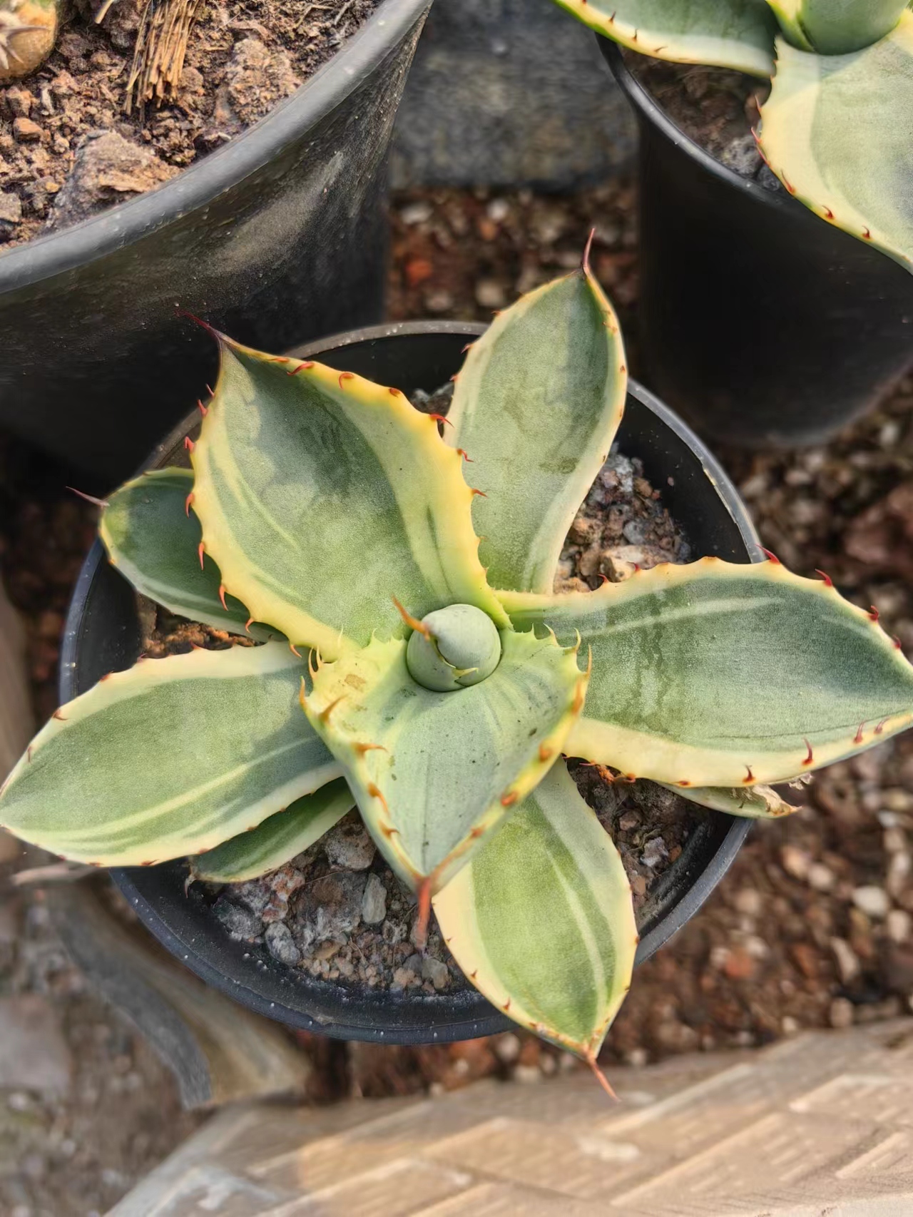 Agave Fox Var. – My WordPress